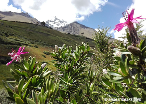 Andean Peaks