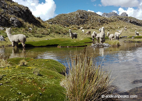 Andean Peaks