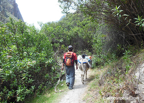 Andean Peaks